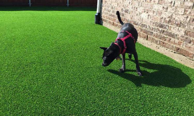 Top Benefits of Artificial Grass for Pet Owners