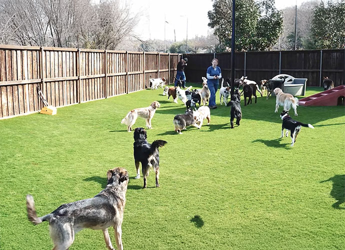 Artificial Turf for Pet Parks, Runs, and Doggie Daycares in DFW Video Thumb