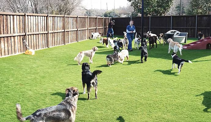Pet park covered with artificial turf for a clean and safe play area
