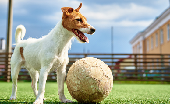 Dog playing with ball on synthetic turf