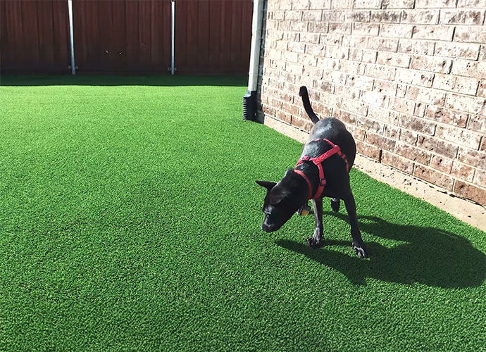 Pets & Turf | The Smell Of Urine video thumb