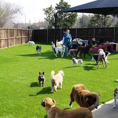 Commercial Property Amenity Lawn - Animal Clinic Storefront