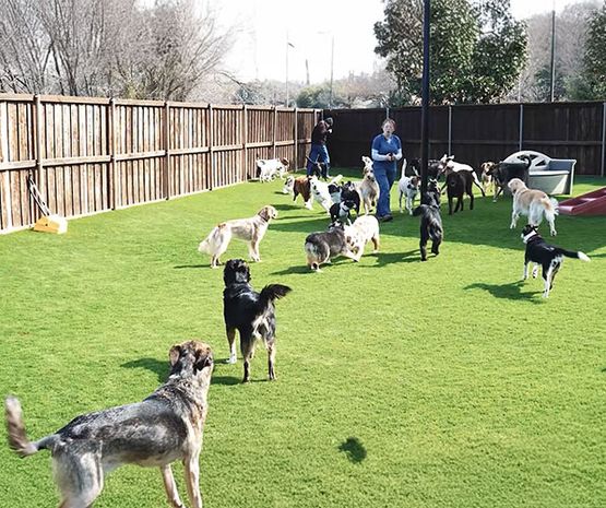 Pet park synthetic grass